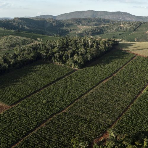 Fazenda de café WKS em Vila Valério, norte do Espírito Santo, 22 de julho de 2025, Brasil. Em ...