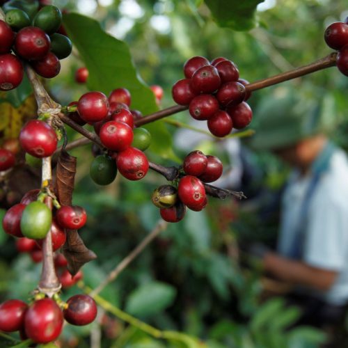 Café (Foto: REUTERS)