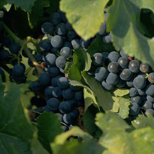 © Produtora Brasileira/Divulgação